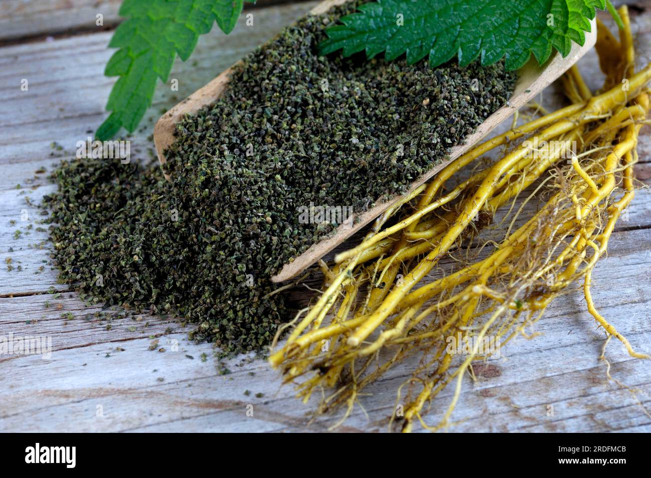 Stinging nettle, root and seed (Urtica dioica), roots Stock Photo Alamy
