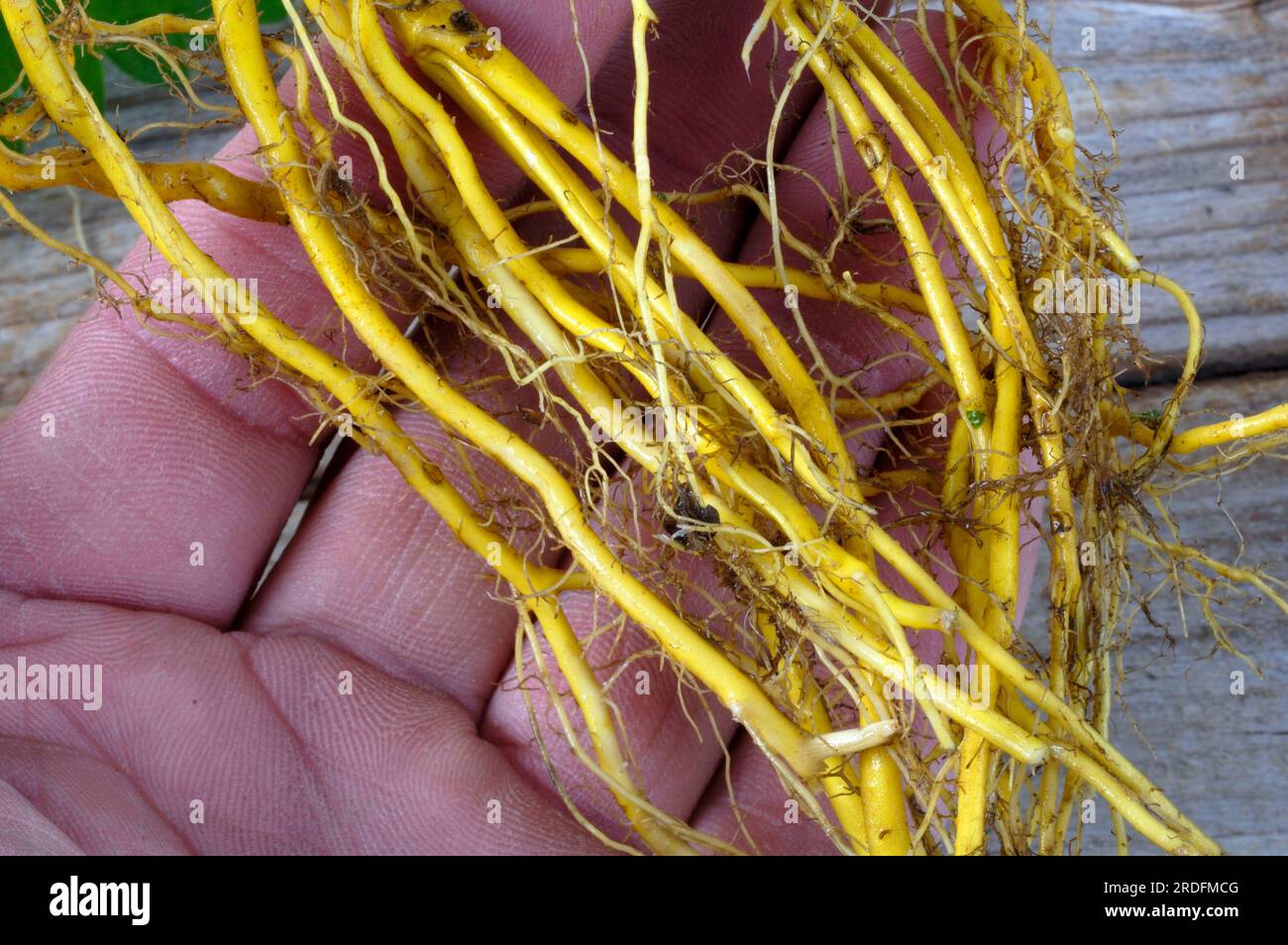 Stinging nettle, root (Urtica dioica), roots Stock Photo Alamy