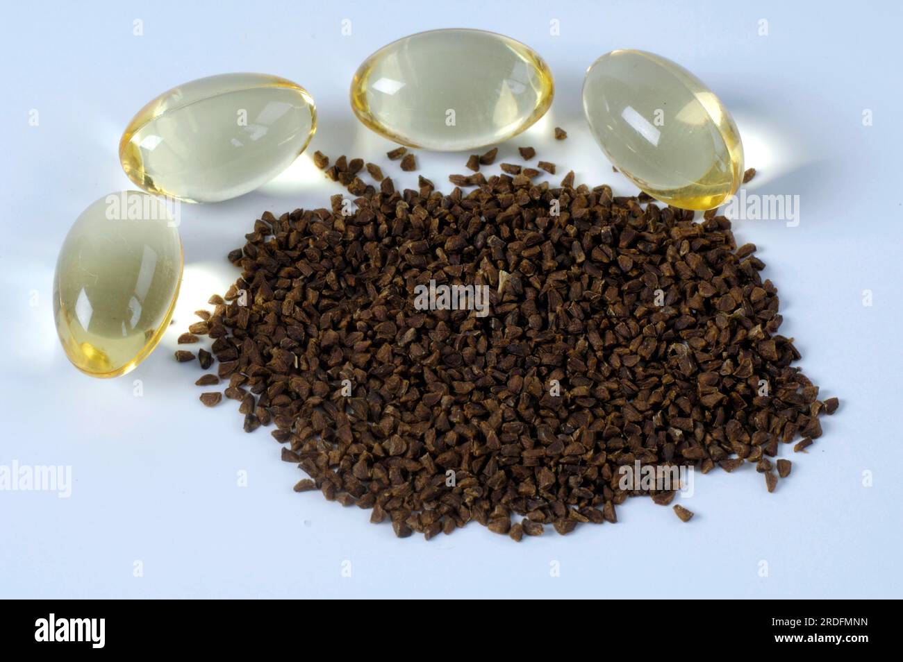 Evening primrose (Oenothera biennis), seeds and capsules with Common evening primrose oil