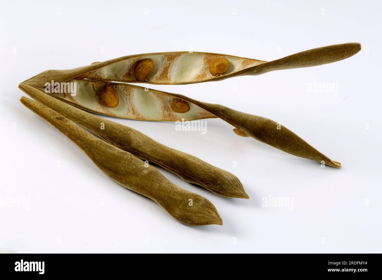 Chinese wisteria (Wisteria sinensis), Seed (Wisteria chinensis), Pod