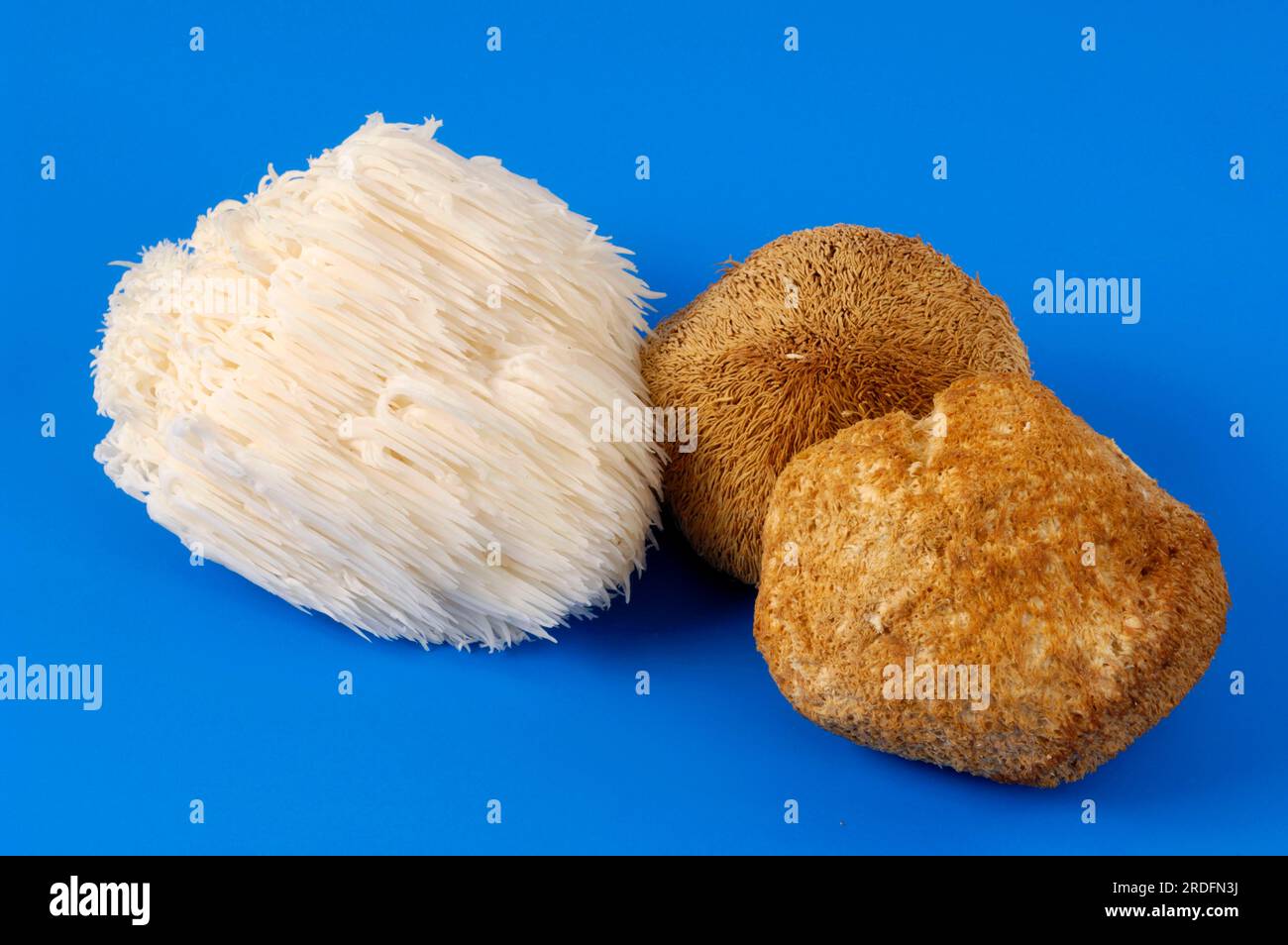 Fresh and dried, hedgehog spiny beard (Hericium erinaceus), TCM Stock Photo