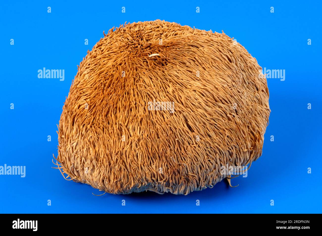 Dried, hedgehog spiny beard (Hericium erinaceus), TCM Stock Photo
