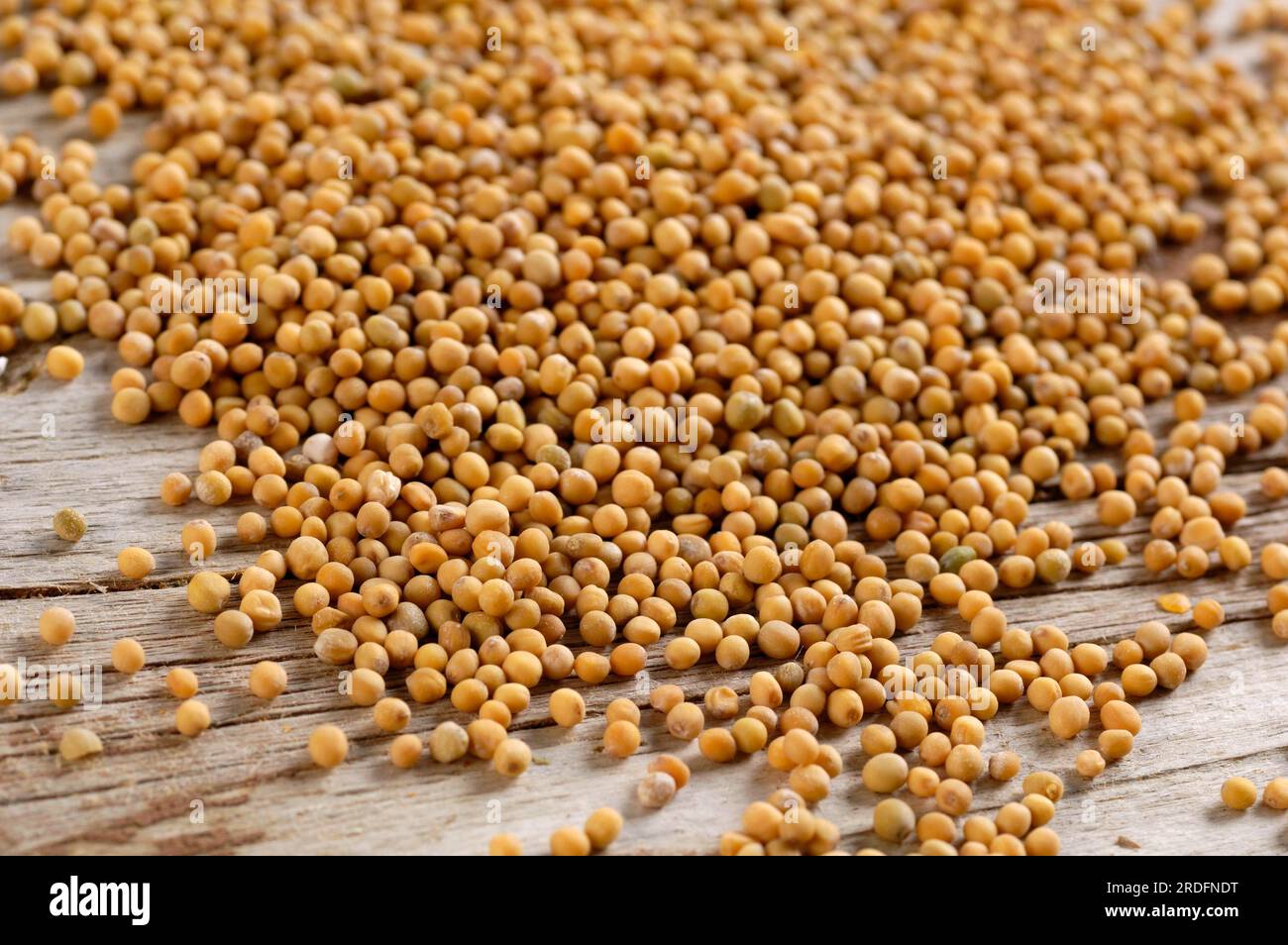 White mustard seeds (Sinapis alba Stock Photo Alamy