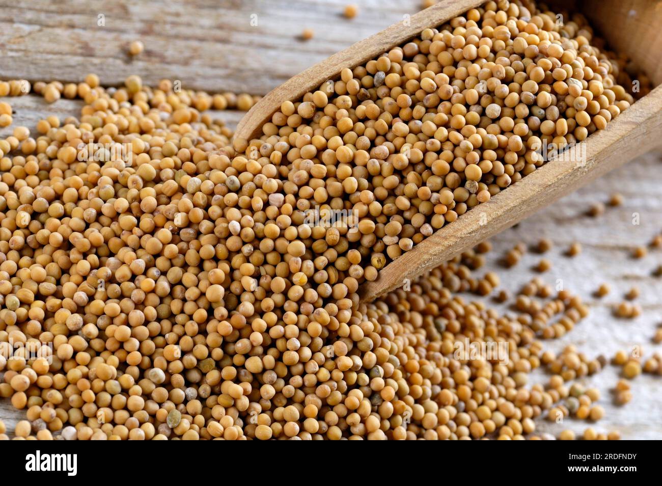 White mustard seeds (Sinapis alba Stock Photo Alamy