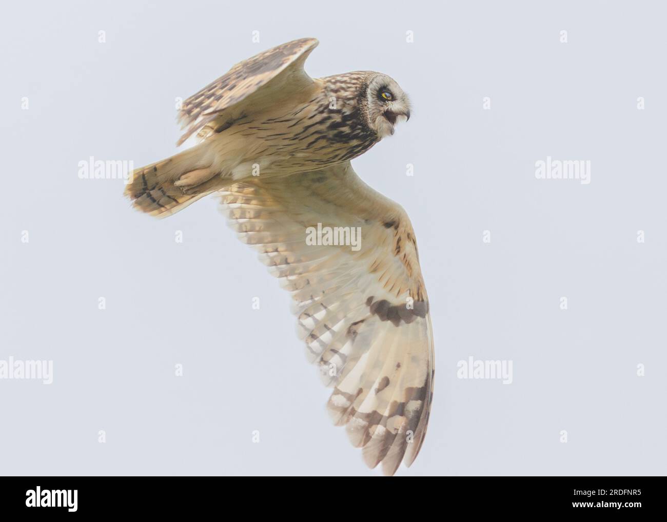 Short-eared Owls of North & South Uist, Outer Hebrides, Scotland. Stock Photo