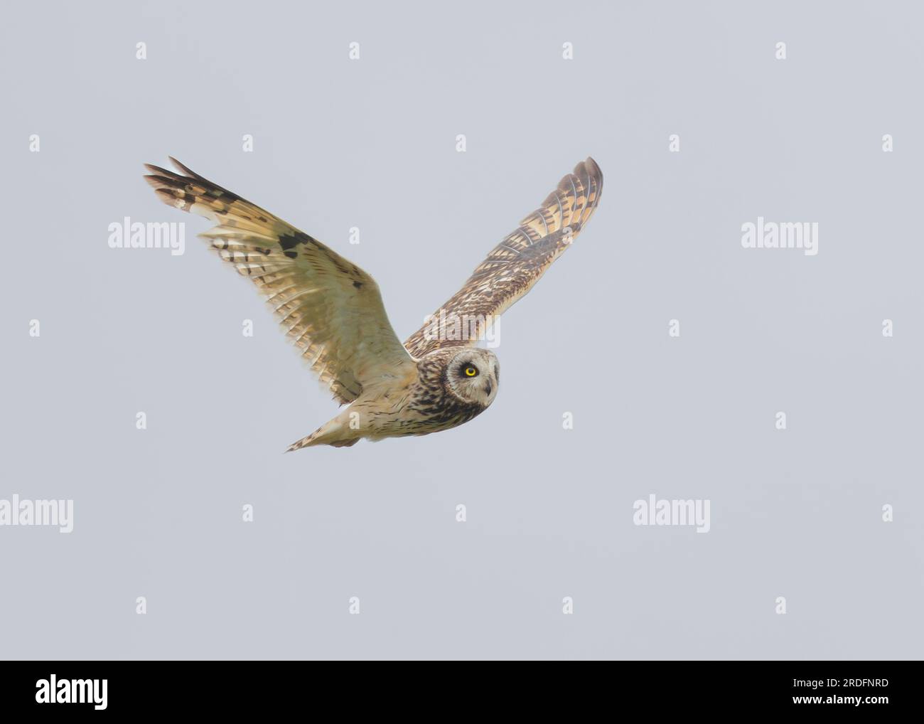 Short-eared Owls of North & South Uist, Outer Hebrides, Scotland. Stock Photo