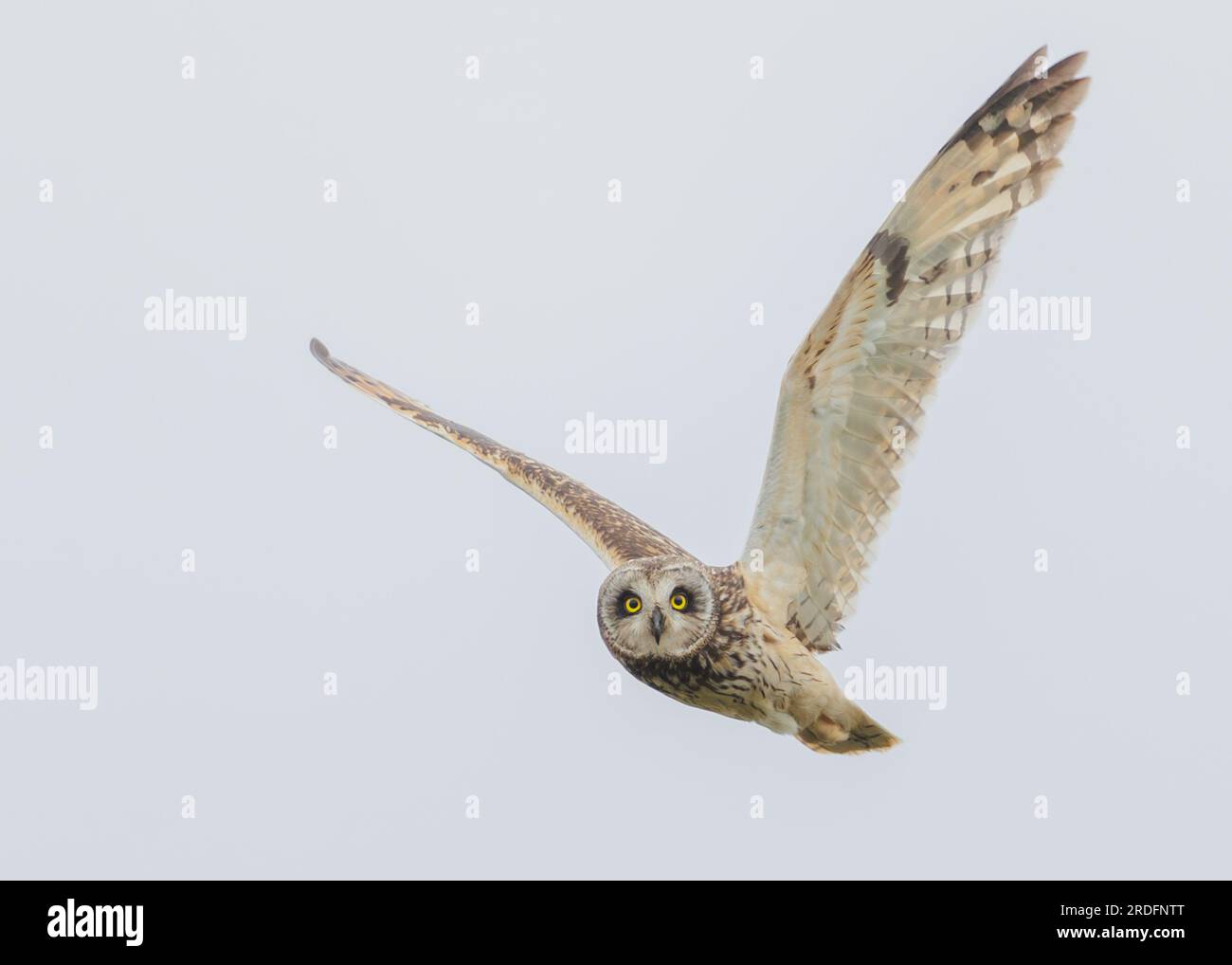 Short-eared Owls of North & South Uist, Outer Hebrides, Scotland. Stock Photo