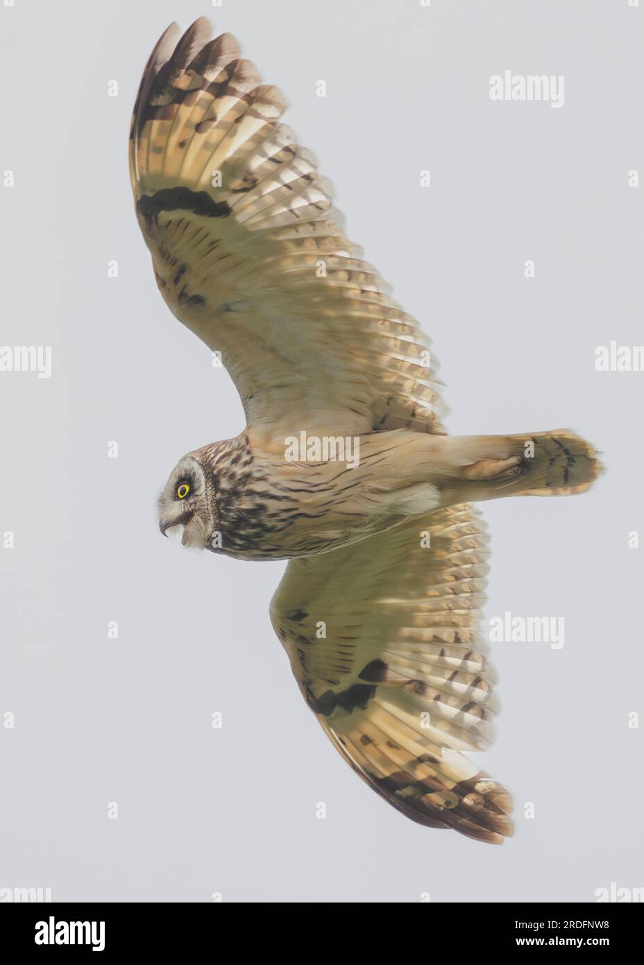 Short-eared Owls of North & South Uist, Outer Hebrides, Scotland. Stock Photo