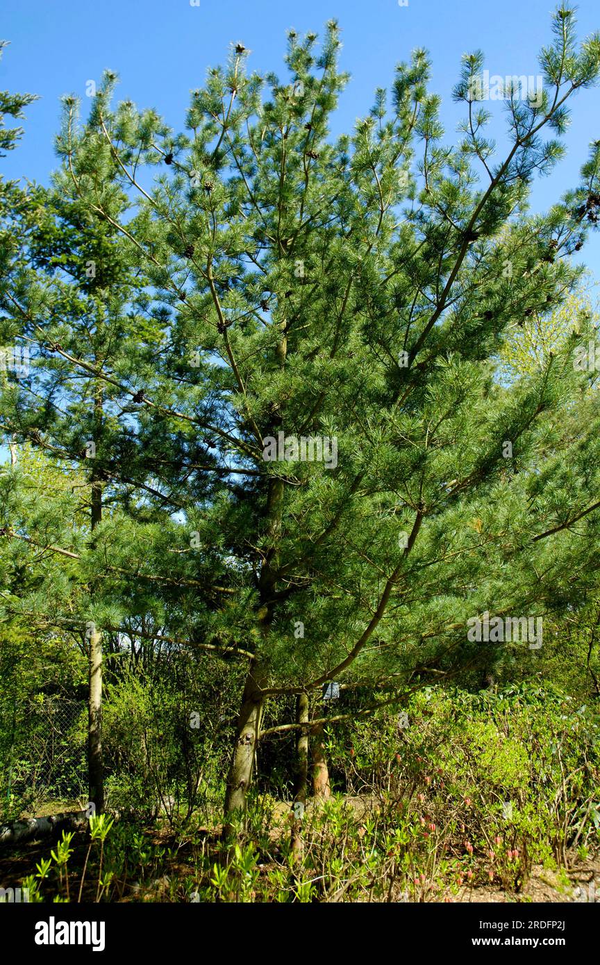Scots pine (Pinus parviflora) Stock Photo