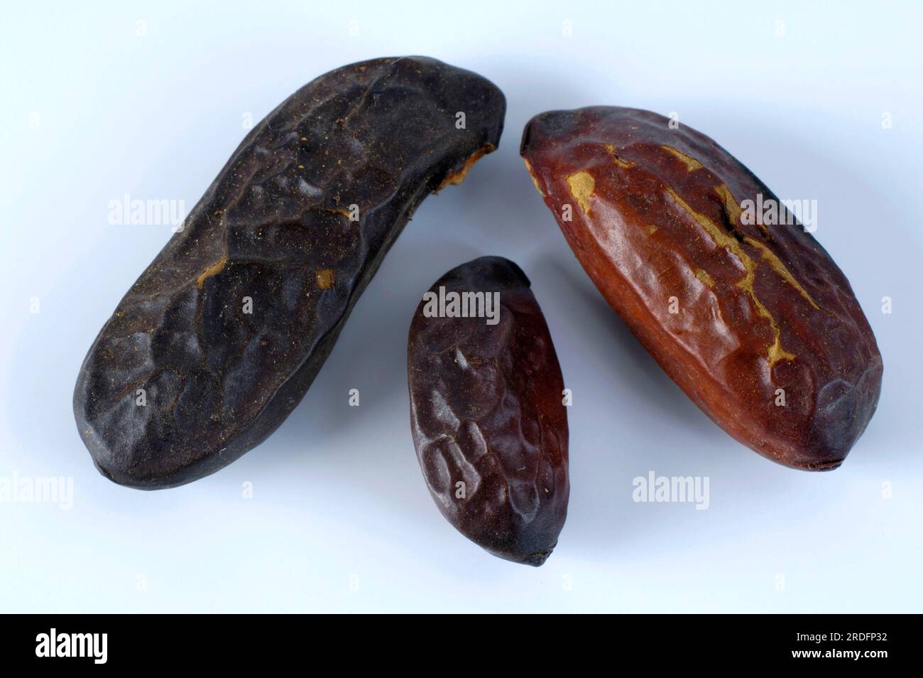 Tonka beans, Tonka tree (Dipteryx odorata), Tonka bean Stock Photo Alamy