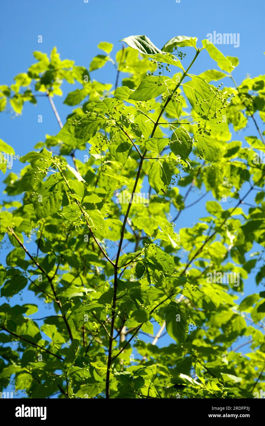 Celastraceae pole tree (Euonymus sachalinensis) Stock Photo