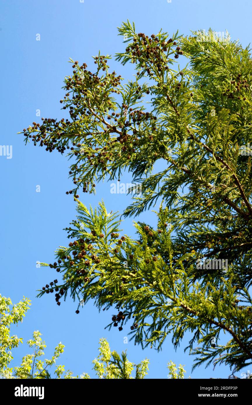Sickle fir, Cryptomeria japonica (Cryptomeria japonica) Stock Photo