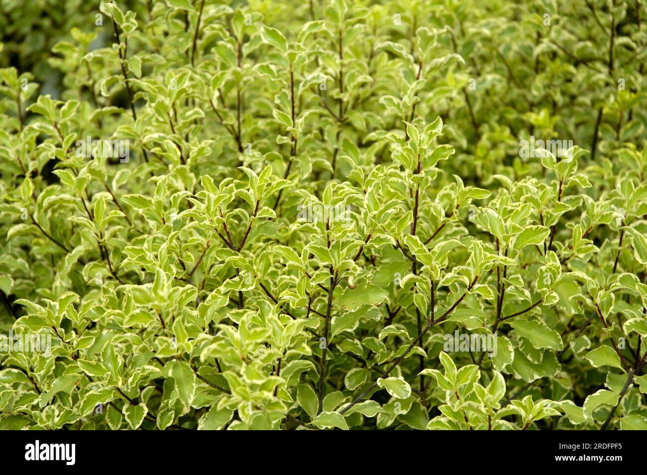 Pittosporum tenuifolium (Pittosporum tenuifolium) 'Variegatum', Narrow-leaved clover seed Stock Photo