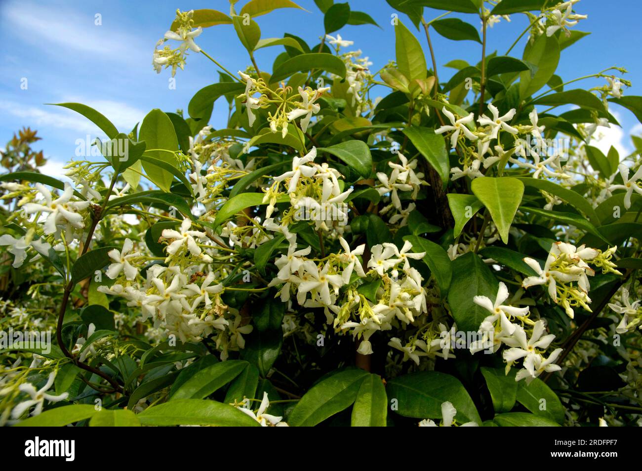 Star jasmine (Trachelospermum jasminoides) (Jasminum rhyncospermum) Stock Photo