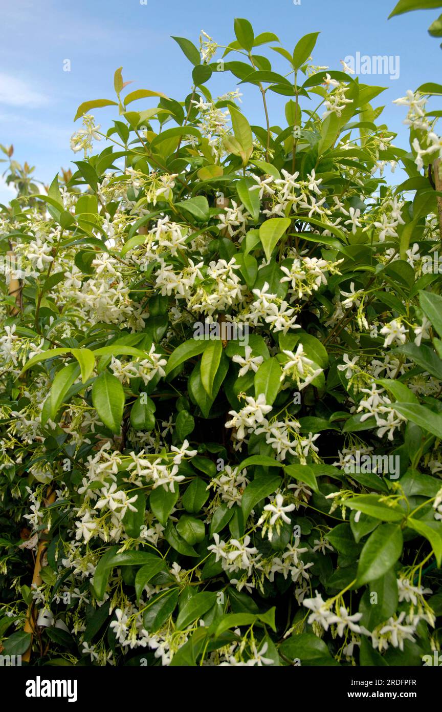 Star jasmine (Trachelospermum jasminoides) (Jasminum rhyncospermum) Stock Photo