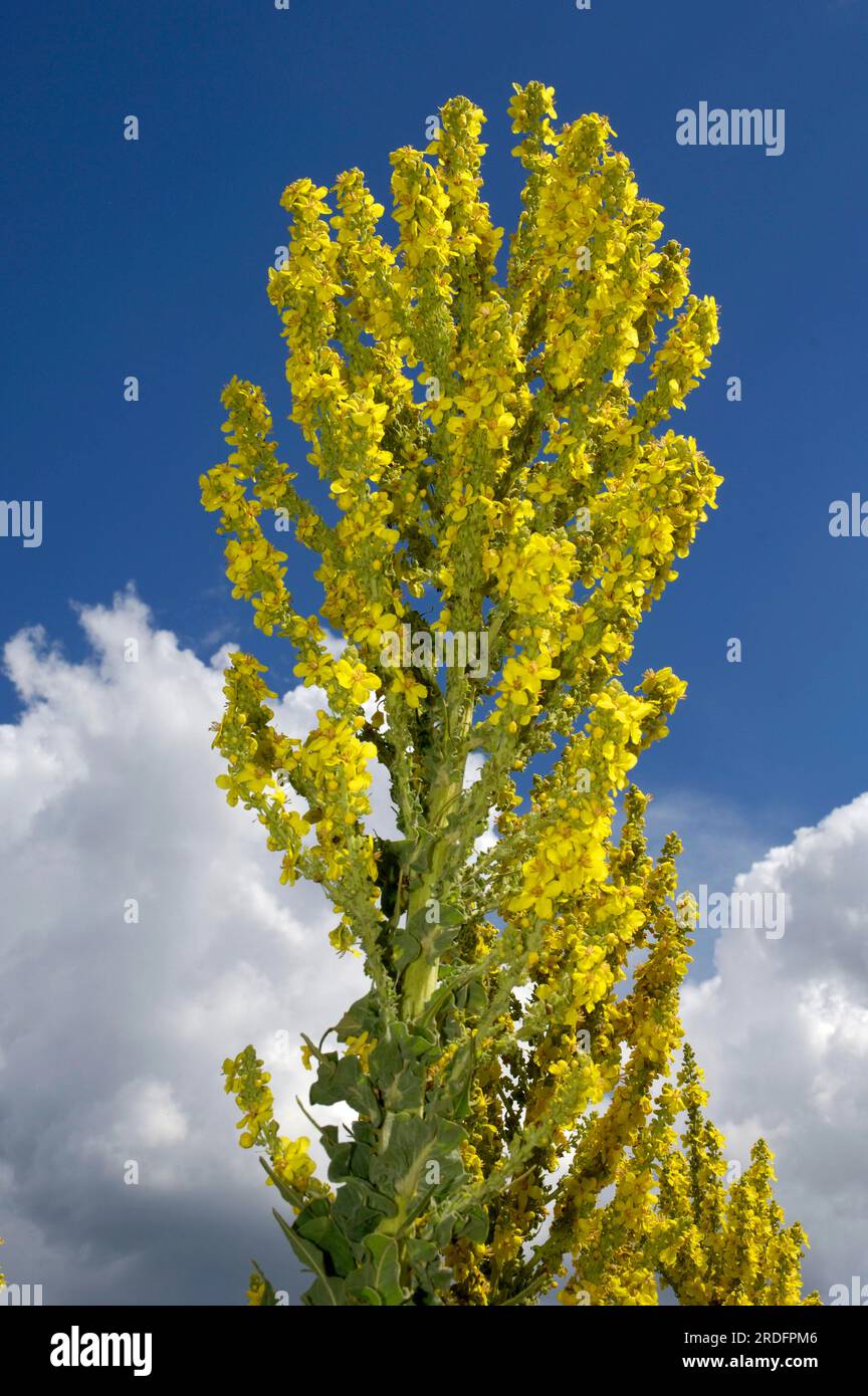 Olympian mullein (Verbascum olympicum), Olympus Primrose Stock Photo