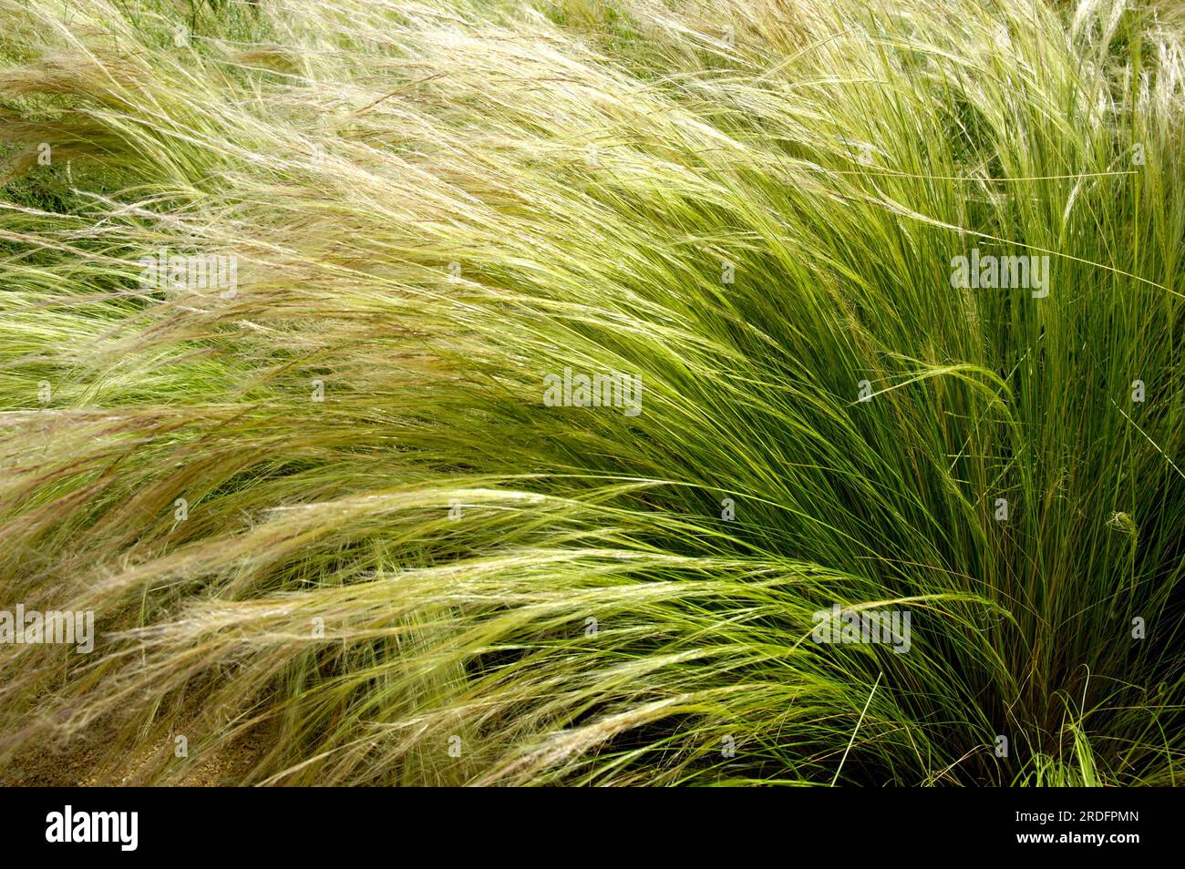 Mexican feather grass (Nassella tenuissima), maidenhair grass Stock Photo