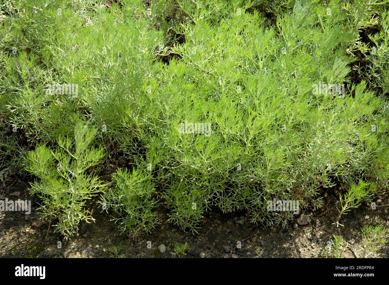 Sea-beach mugwort, beach mugwort (Artemisia maritima), beach mugwort, beach wormwood Stock Photo