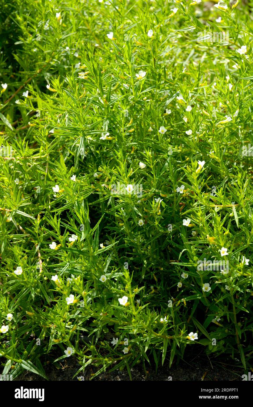 God's grace herb, true purging herb, goutweed, God's grace herb (Gratiola officinalis), wild aurine Stock Photo