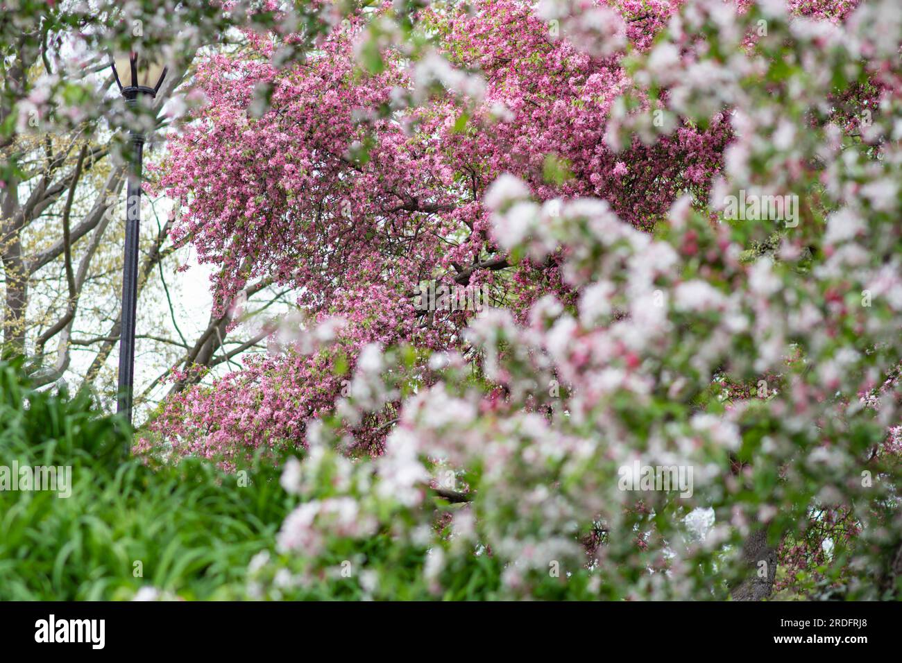 Selective focus blooming trees and bushes, flowers bokeh, spring backgrounds, copy space. Stock Photo