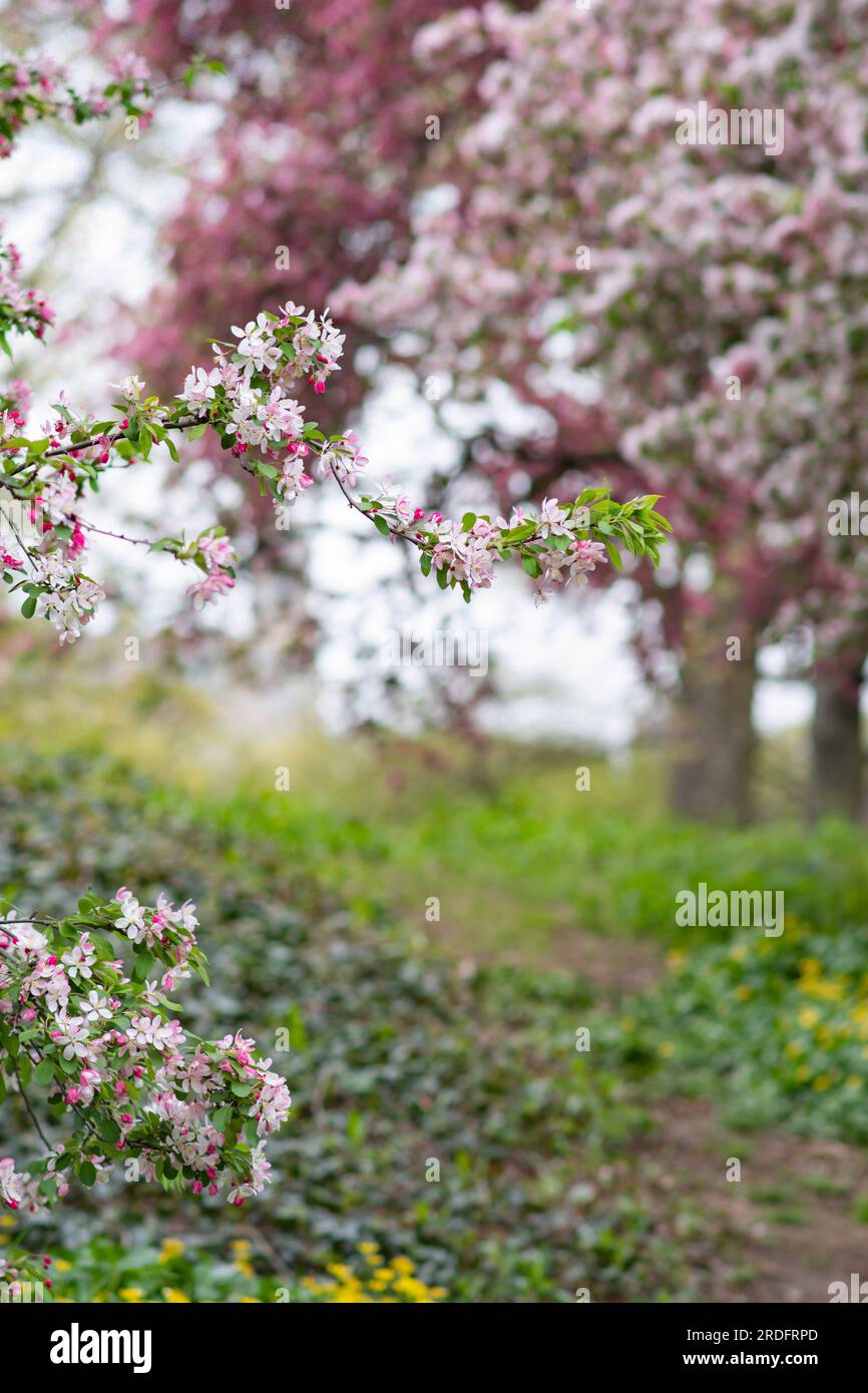 Selective focus blooming trees and bushes, flowers bokeh, spring backgrounds, copy space. Stock Photo
