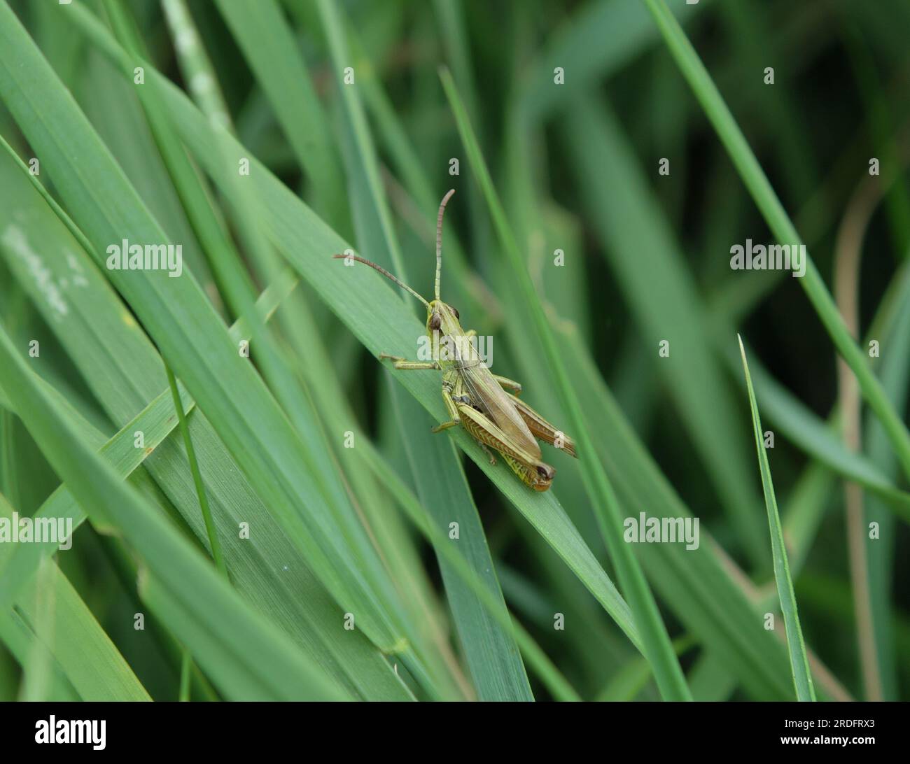 Common Green Grasshopper - Omocestus viridulus subfamily Gomphocerinae. Elster (Elbe) July, 2023 Stock Photo