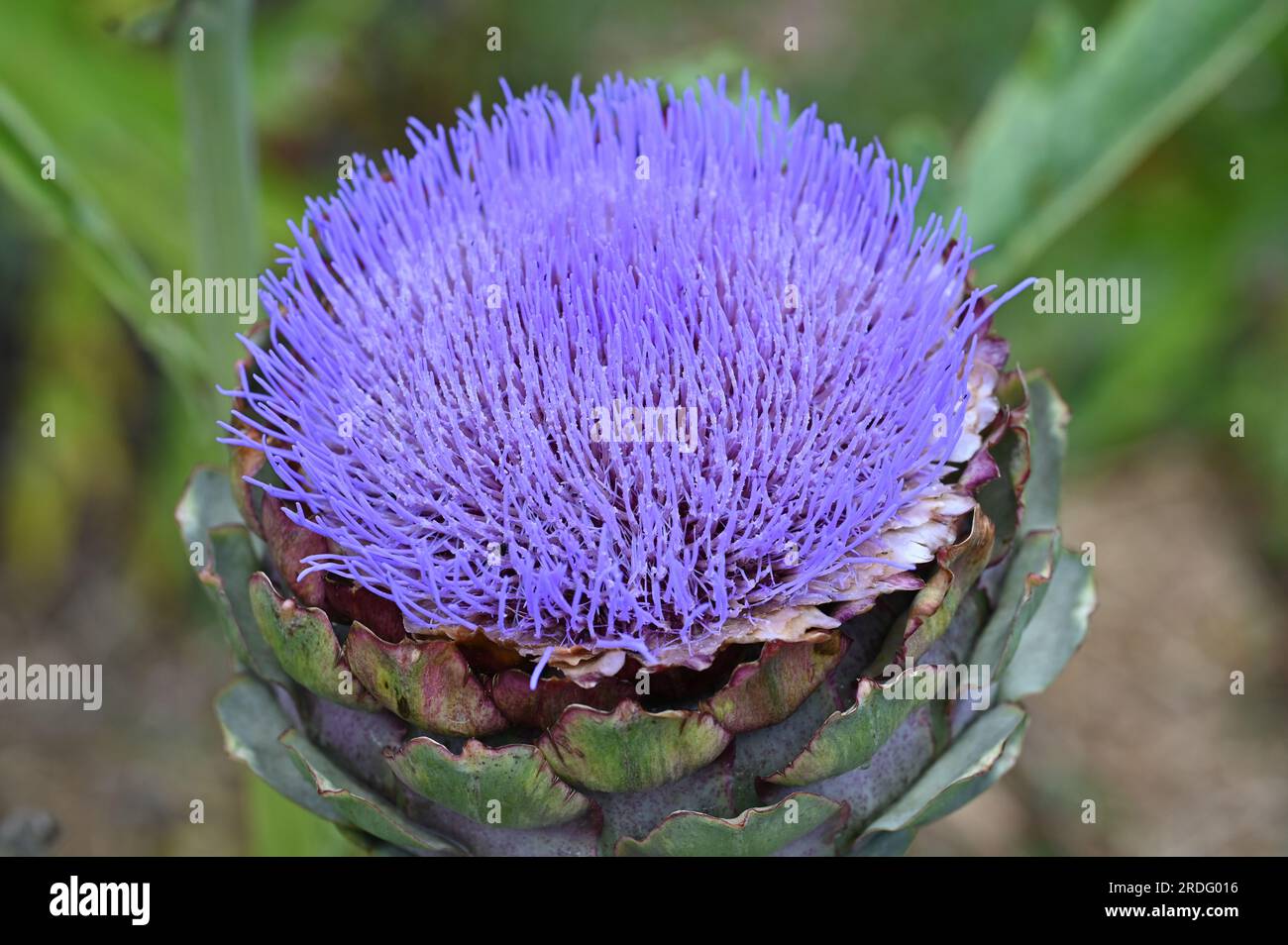 Globe Artichoke 