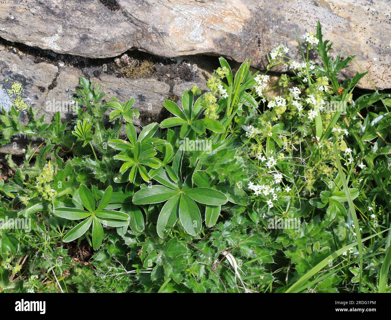 Alchemilla Alpina, medical herb growing in the Alps. Stock Photo