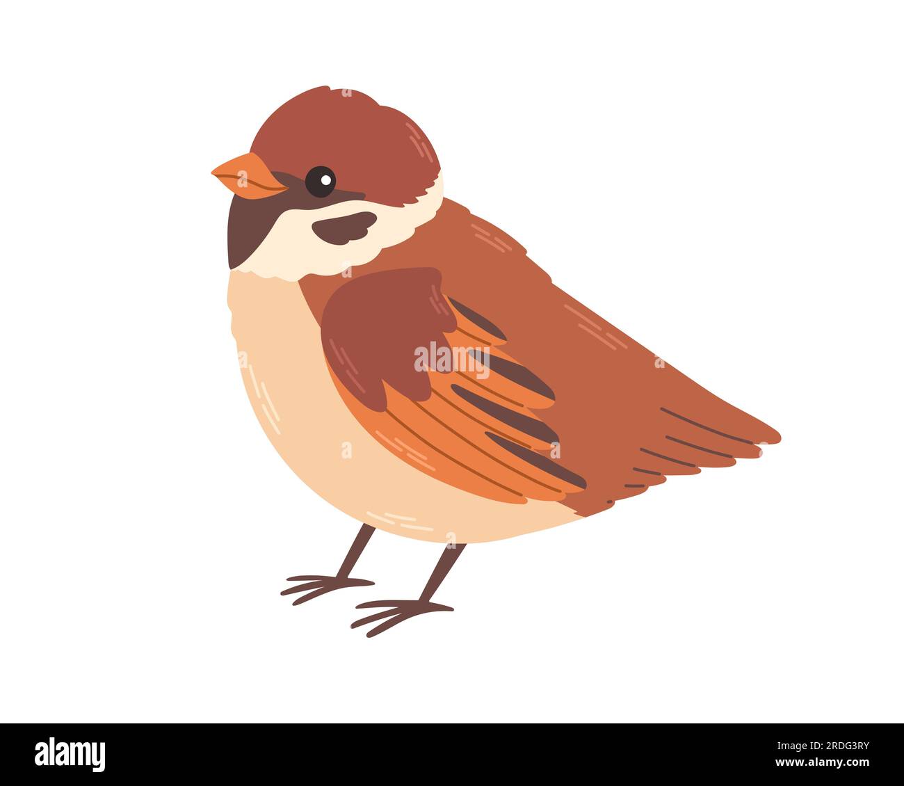 Cute sparrow. Vector illustration of House Sparrow. Isolated on white background Stock Vector