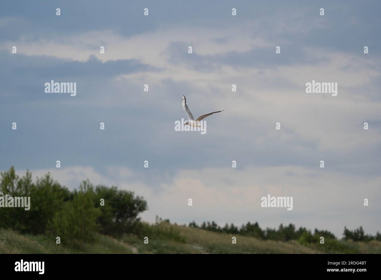 Flying seagull on the sky Stock Photo