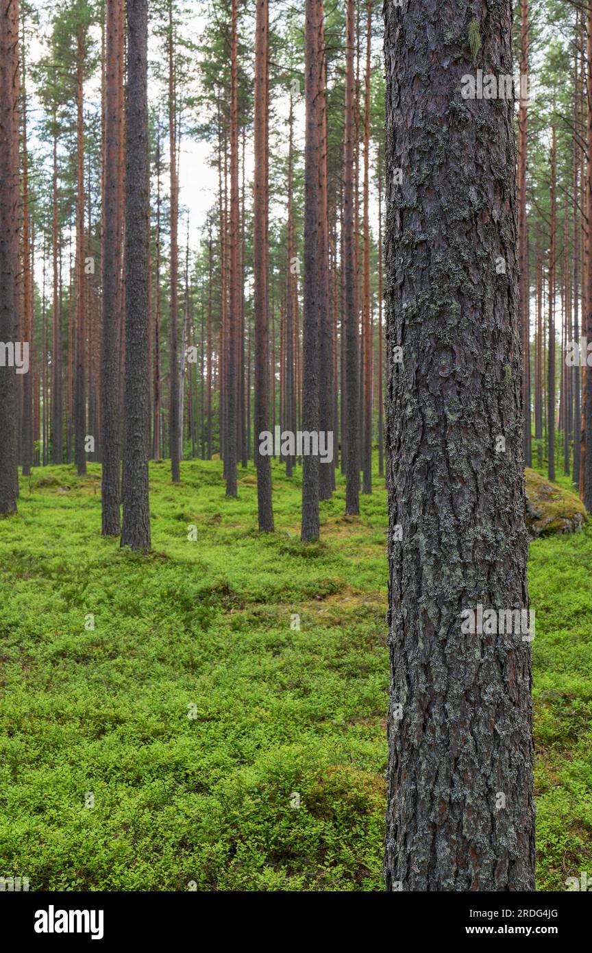Scots pine trees. Forest floor covered with bilberry shrubs. Focus on