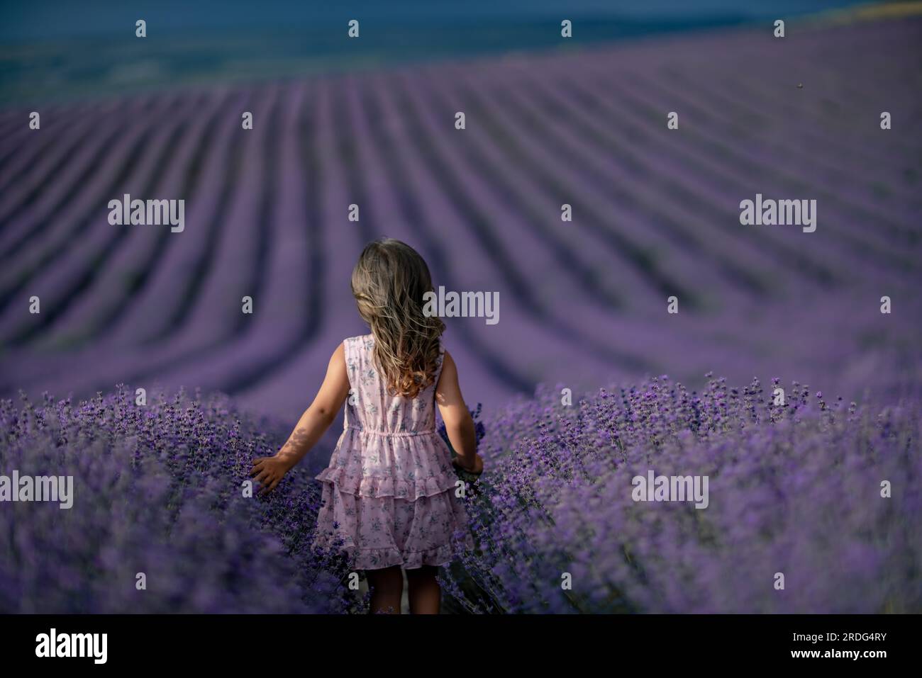 Lavender field girl. Back view happy girl in pink dress with flowing ...