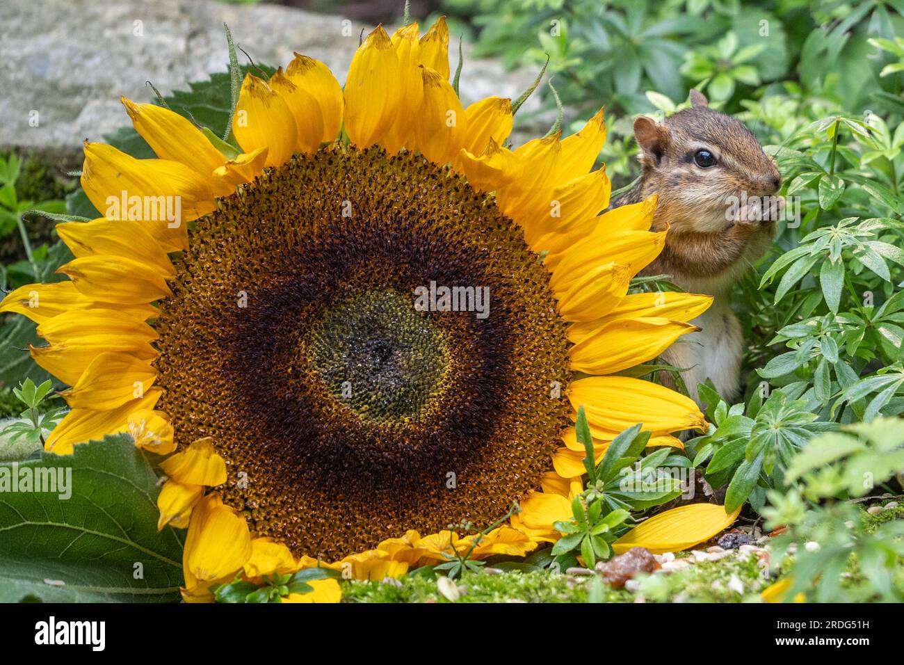 Cute little Eastern Chipmunk (amias striatus) eating seeds peaks out from behind sunflower Stock