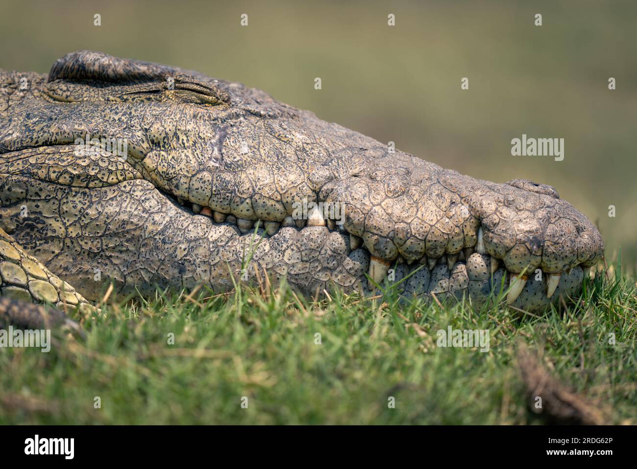 Closed up of crocodile's skin in dark navy blue colour. It is a shell from  above the Nile crocodile,wildlife photo in Senegal, Africa. It is natural t  Stock Photo - Alamy