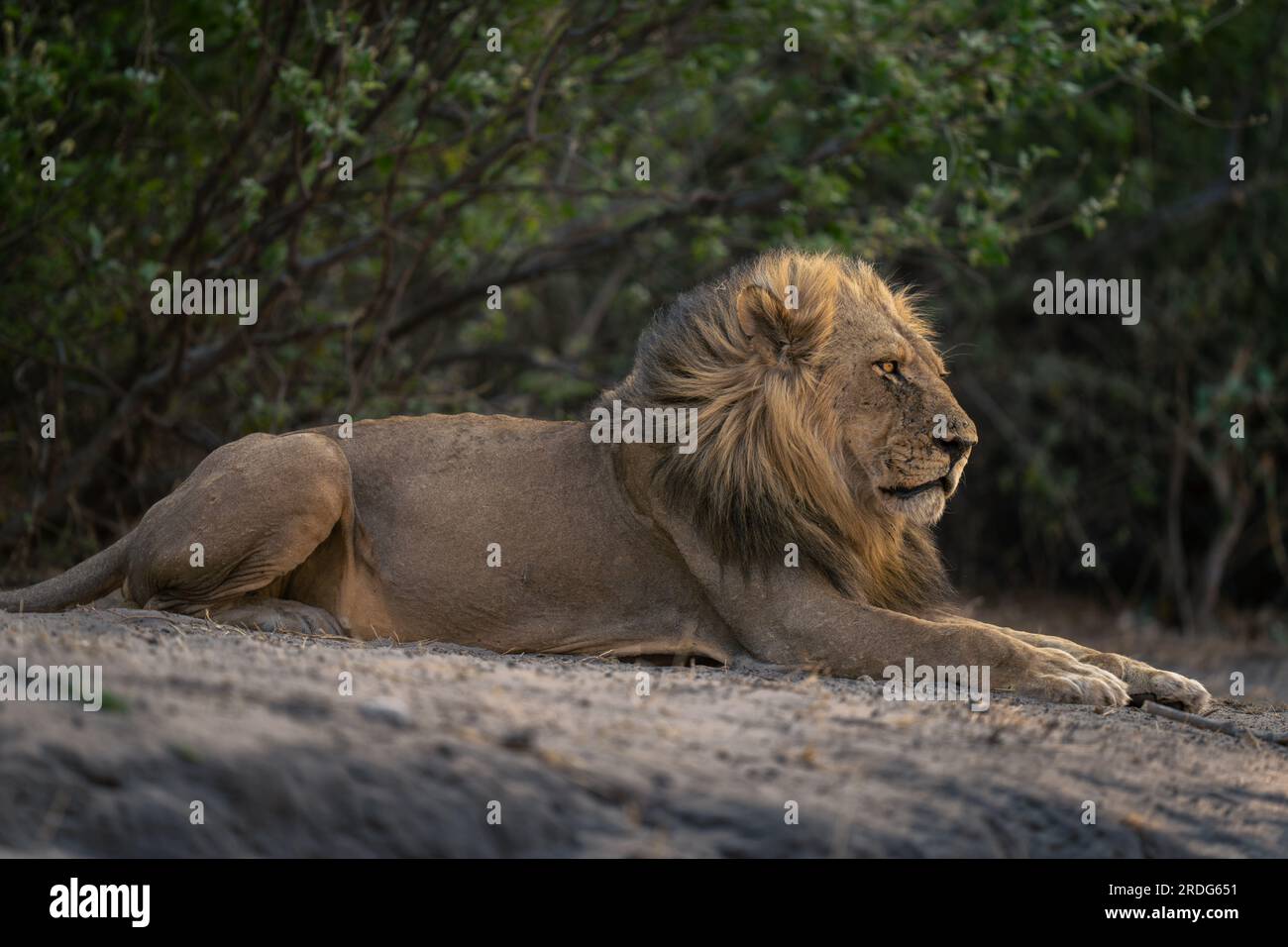 African lion lying near bushes hi-res stock photography and images - Alamy