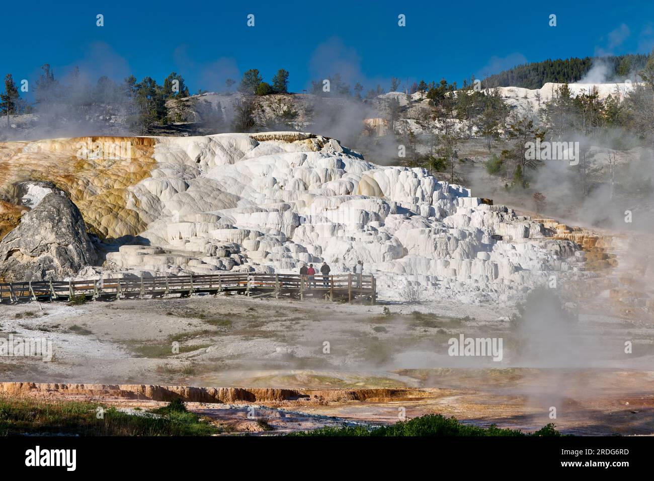 Palette Spring, Mammoth Hot Springs, Yellowstone National Park, Wyoming, United States of America Stock Photo