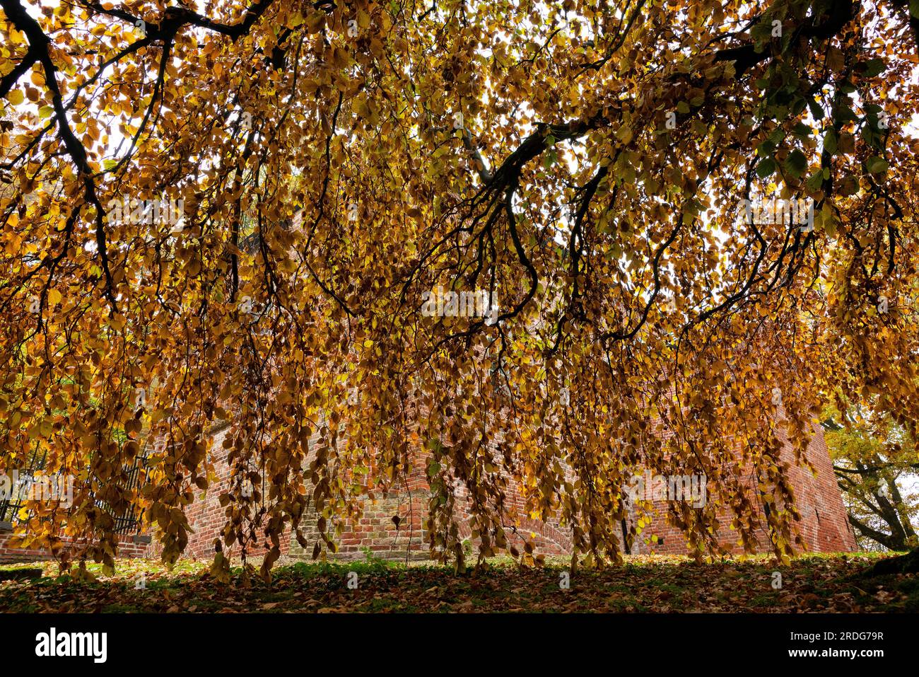 Fill Tree Color Churches with fall colors hi-res stock photography and images - Alamy