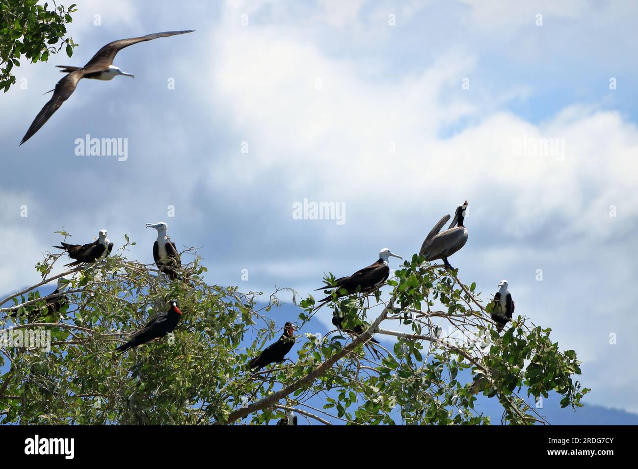 The magnificent frigatebird is a seabird of the frigatebird family
