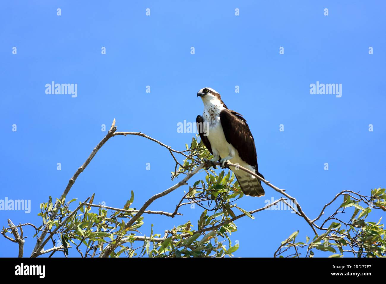 Osprey, Pandion haliaetus, sits on a tall branch, Tarcoles River in ...