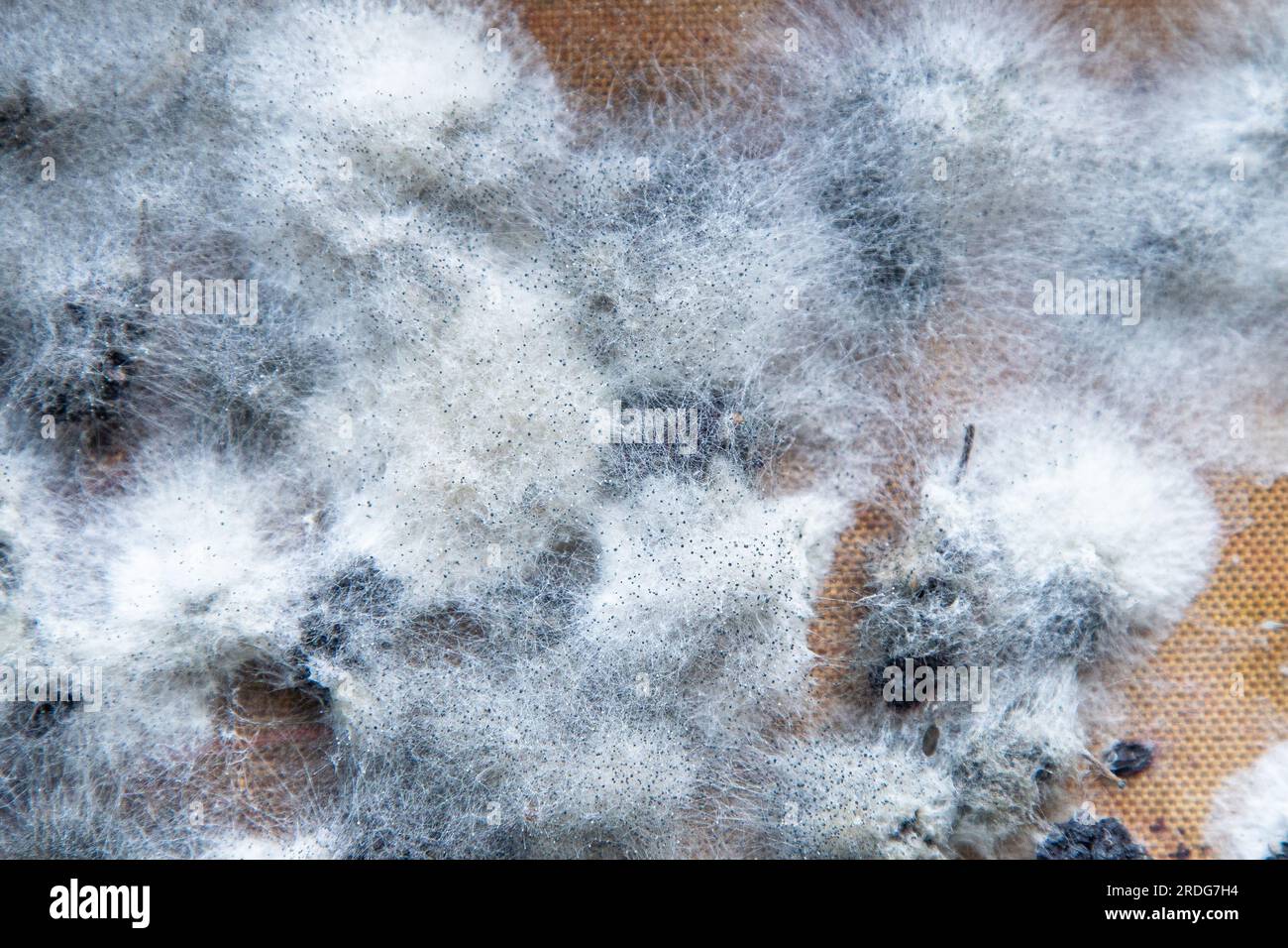 White mold on spoiled food. The mulberries are moldy. Bad food