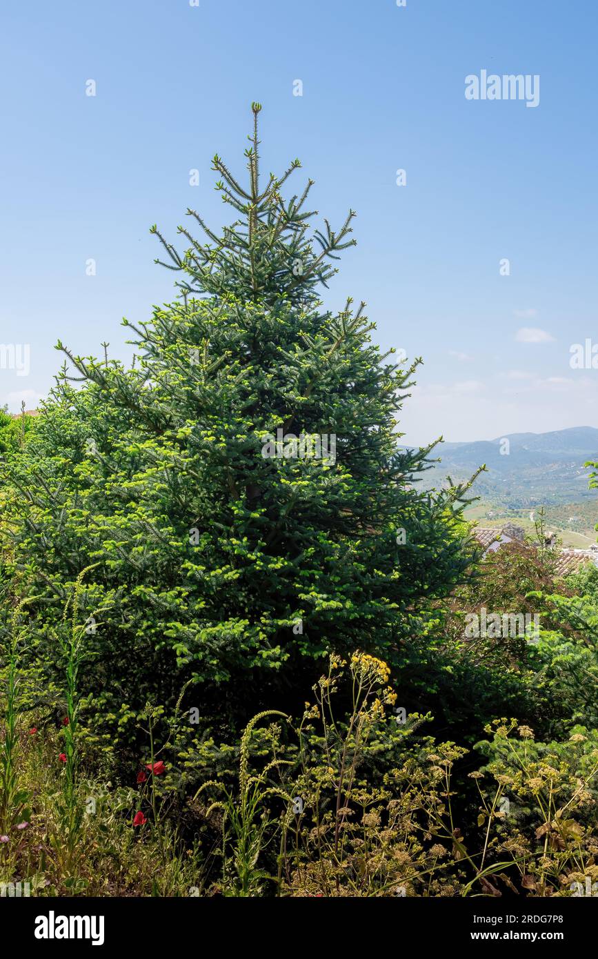 Spanish fir tree or Pinsapos (abies pinsapo) - Zahara de la Sierra, Andalusia, Spain Stock Photo