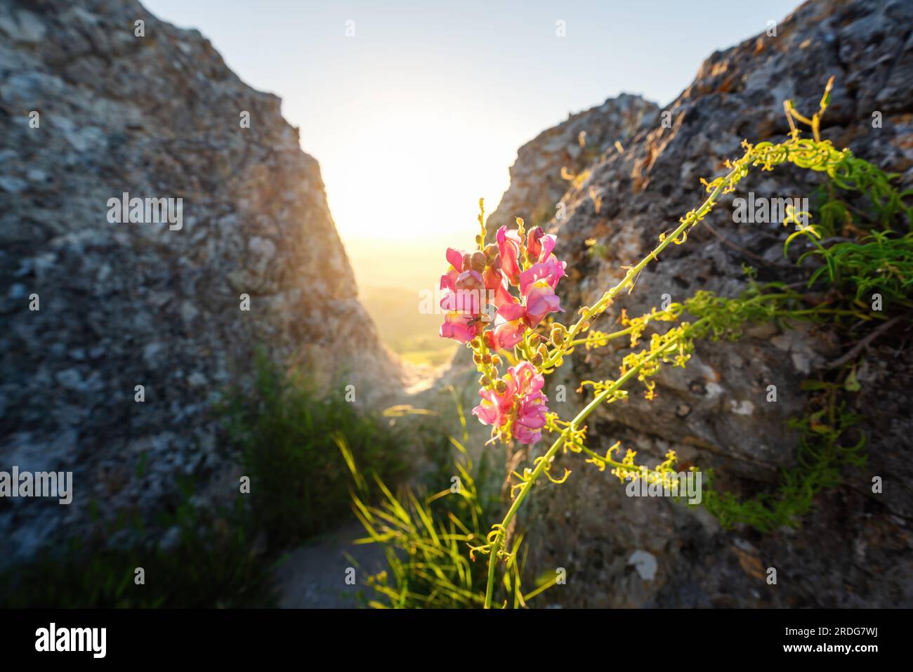 Pink Snapdragon Flowers (Antirrhinum majus) at sunset - Zahara de la Sierra, Andalusia, Spain Stock Photo