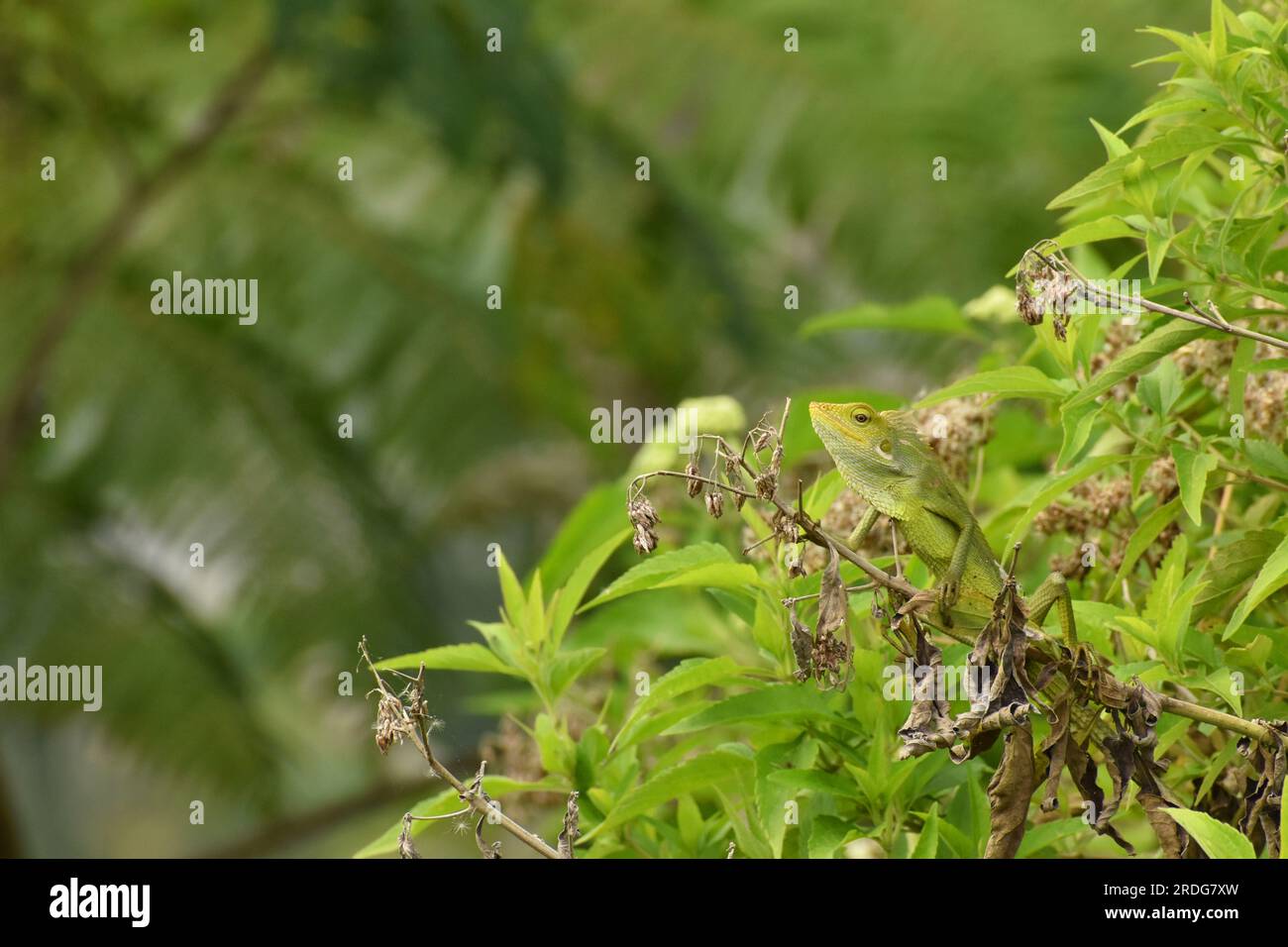 Maned forest lizard sun bathing on green trees. Stock Photo
