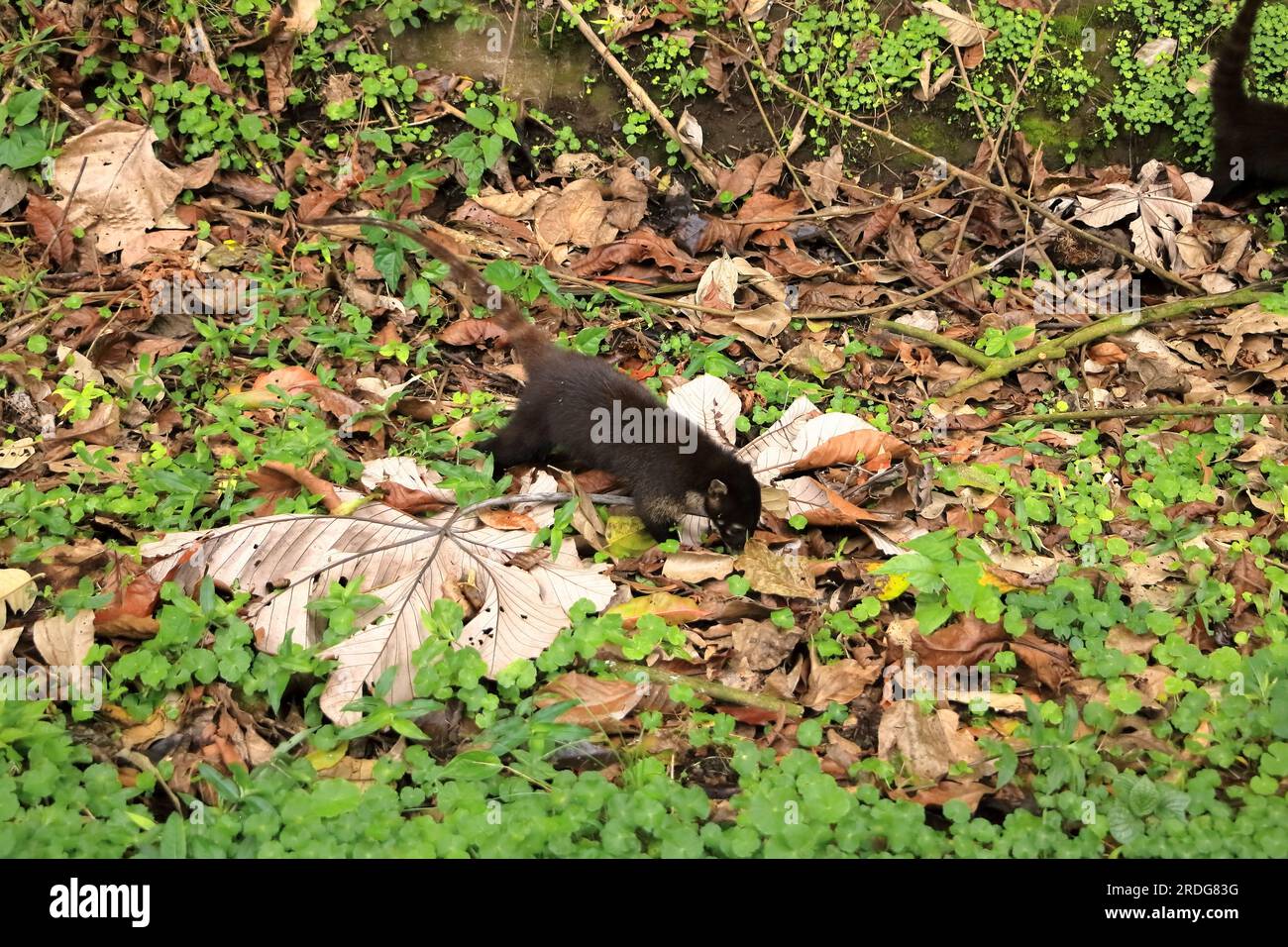 Animal from rainforest of Costa Rica. the White-nosed Coati, Nasua