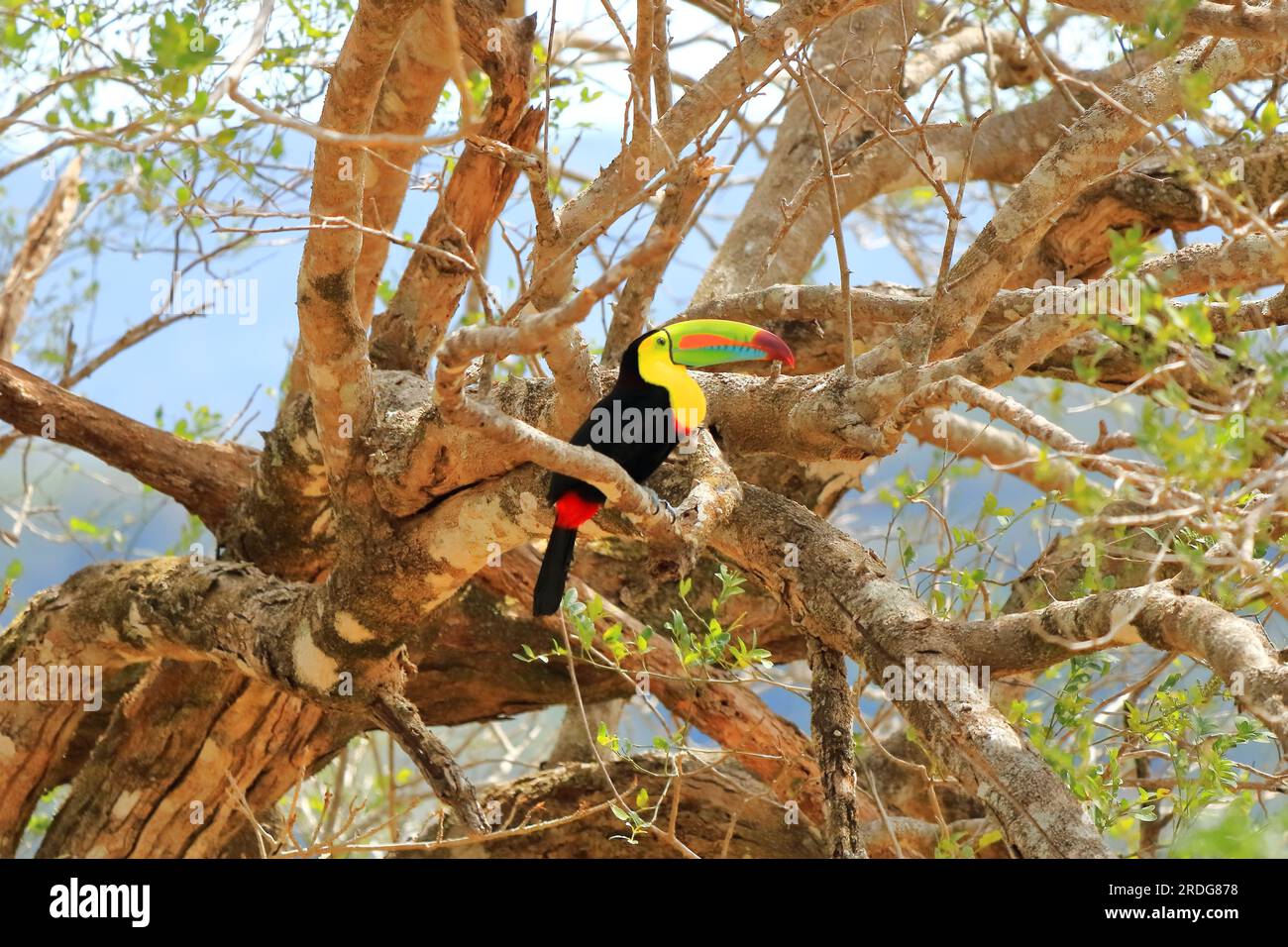 Closeup of a Keel-billed Toucan (Ramphastus sulfuratus) perched on a mossy branch, Costa Rica Stock Photo