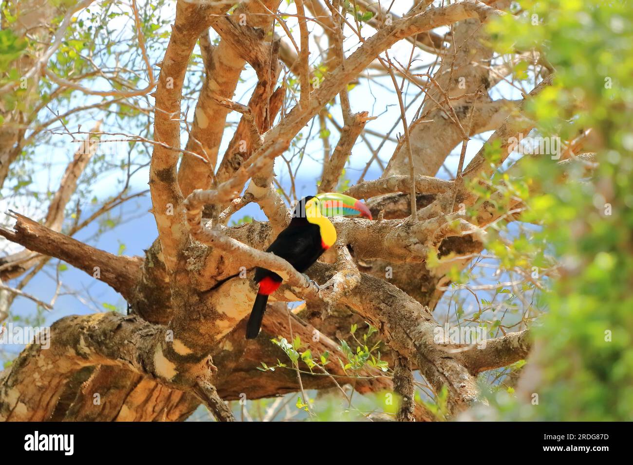 Closeup of a Keel-billed Toucan (Ramphastus sulfuratus) perched on a mossy branch, Costa Rica Stock Photo