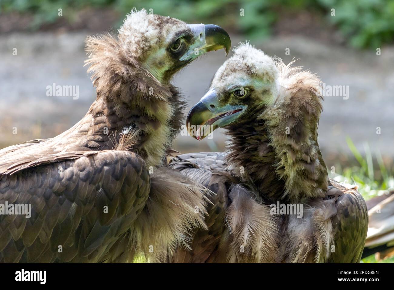 Couple of Cinereous vulture, aegypius monachus Stock Photo