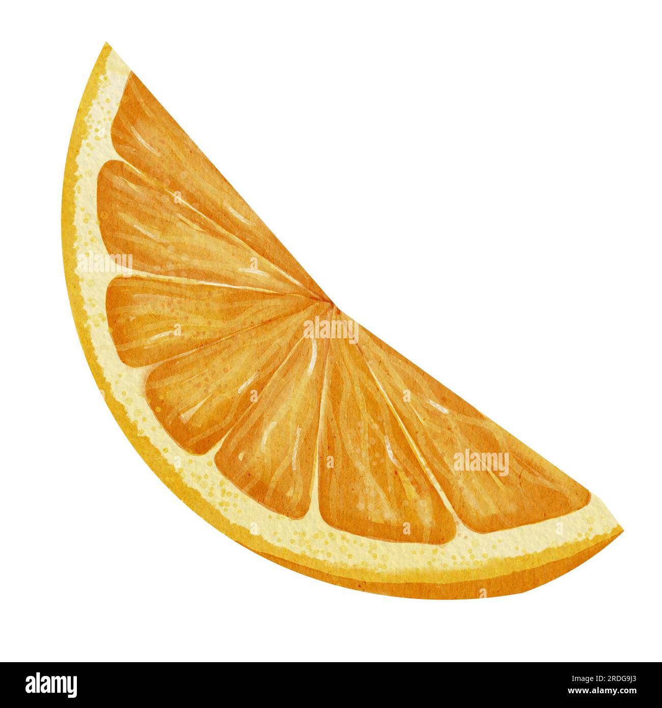 Slice of Orange Fruit. Hand drawn watercolor illustration of juicy citrus  food on white isolated background. Cut of tangerine for juice label design.  Drawing with piece of clementine for icon or logo