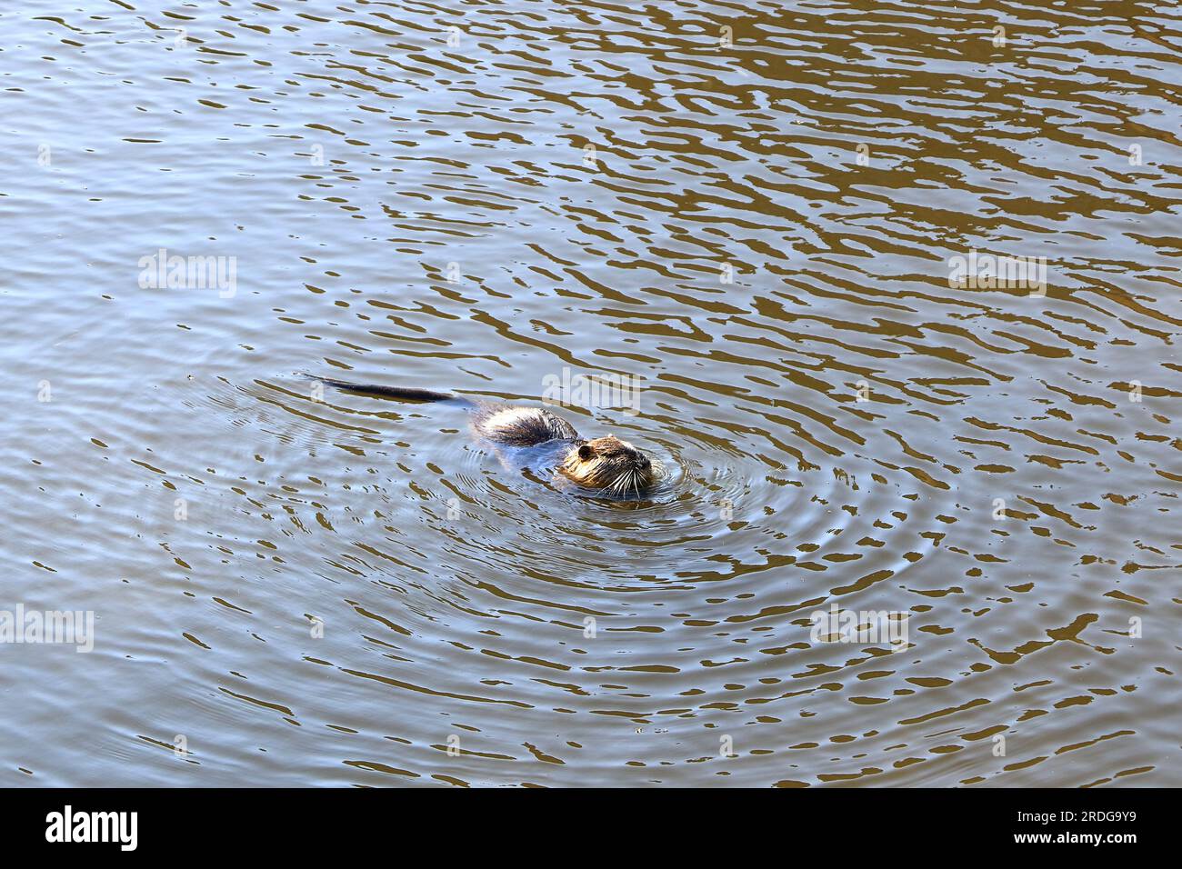 Prague nutria hi-res stock photography and images - Alamy
