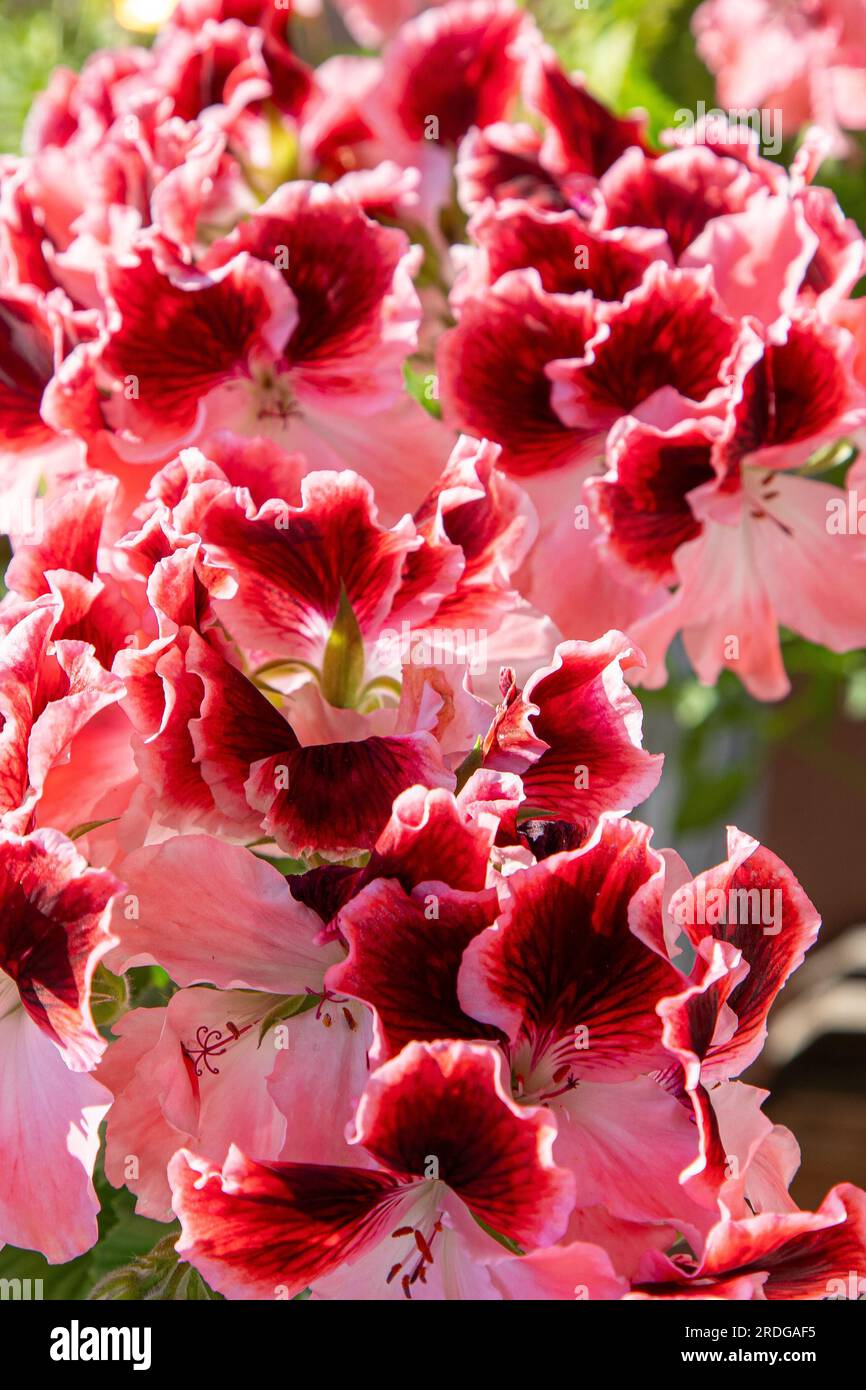 Pink Pelargonium Flowers Bud Close Up Grow A Flower In A Pot Pink Pelargonium Flowers Bud Close Up Grow A Flower In A Pot